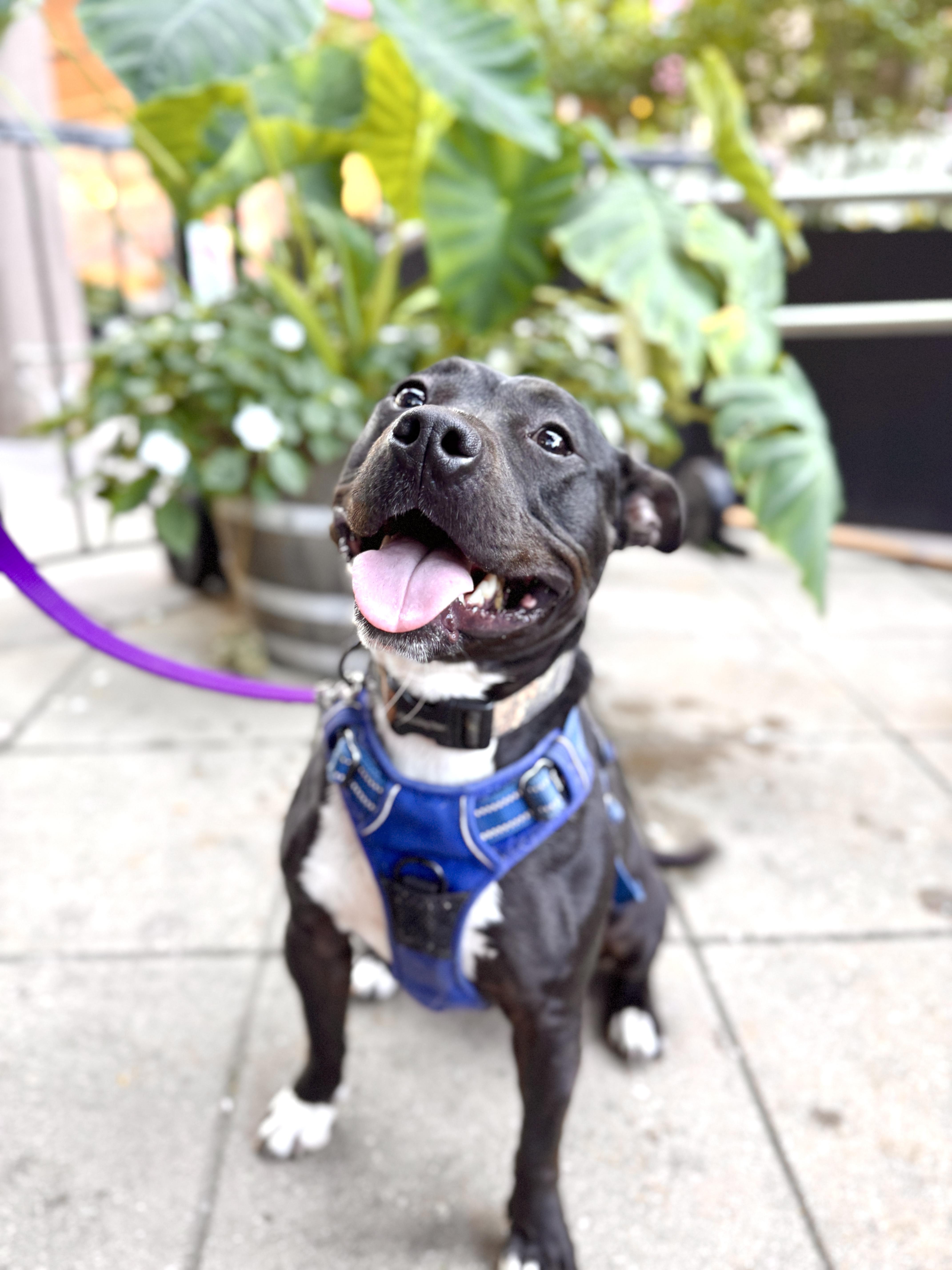 Alani, Adoptable, Young Female American Bully & Pit Bull Terrier.