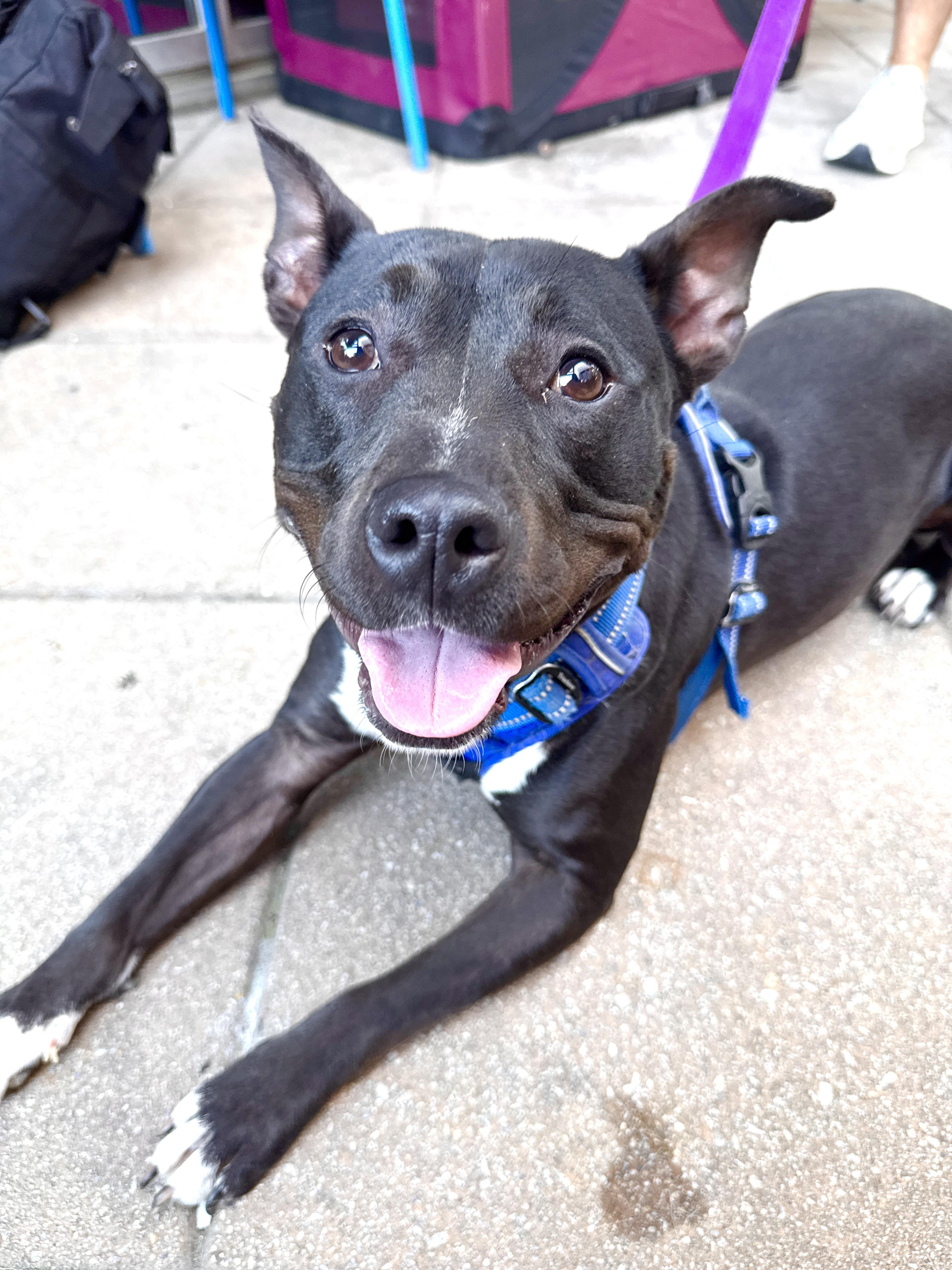 Enlarge Alani, a Adoptable mixed breed in Silver Spring, MD image 6/6