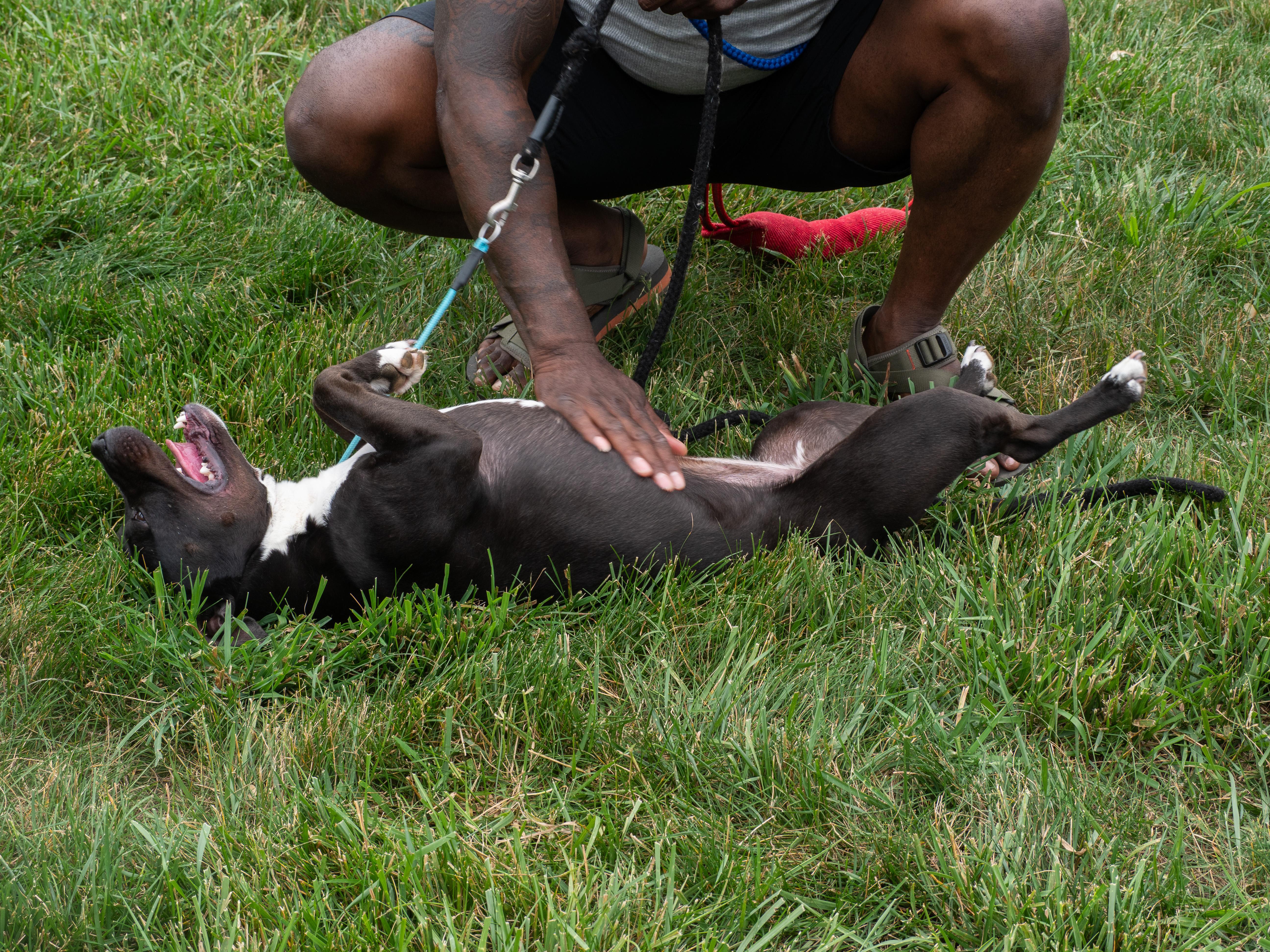 Enlarge Alani, a Adoptable mixed breed in Silver Spring, MD image 3/6