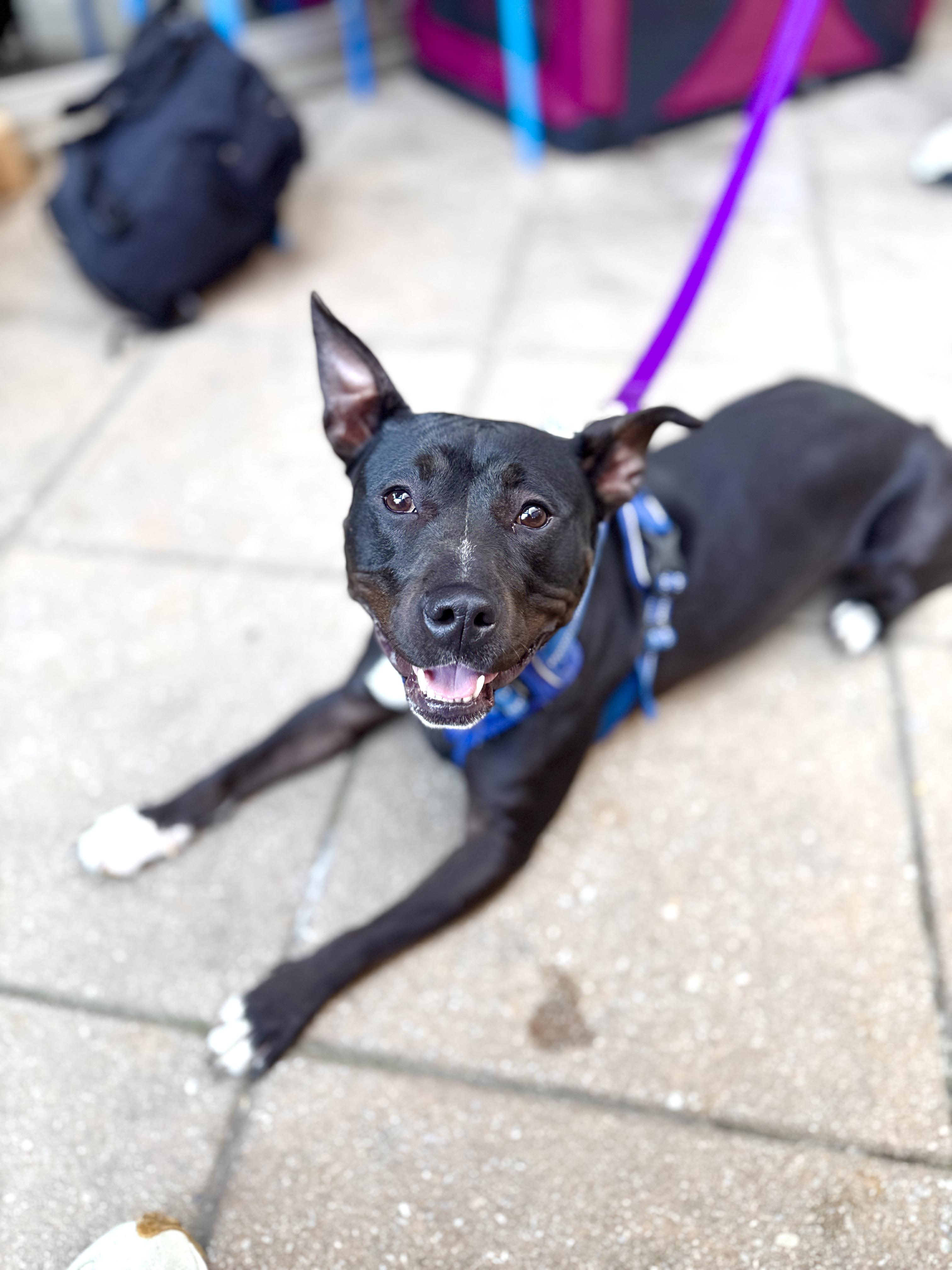 Enlarge Alani, a Adoptable mixed breed in Silver Spring, MD image 3/6