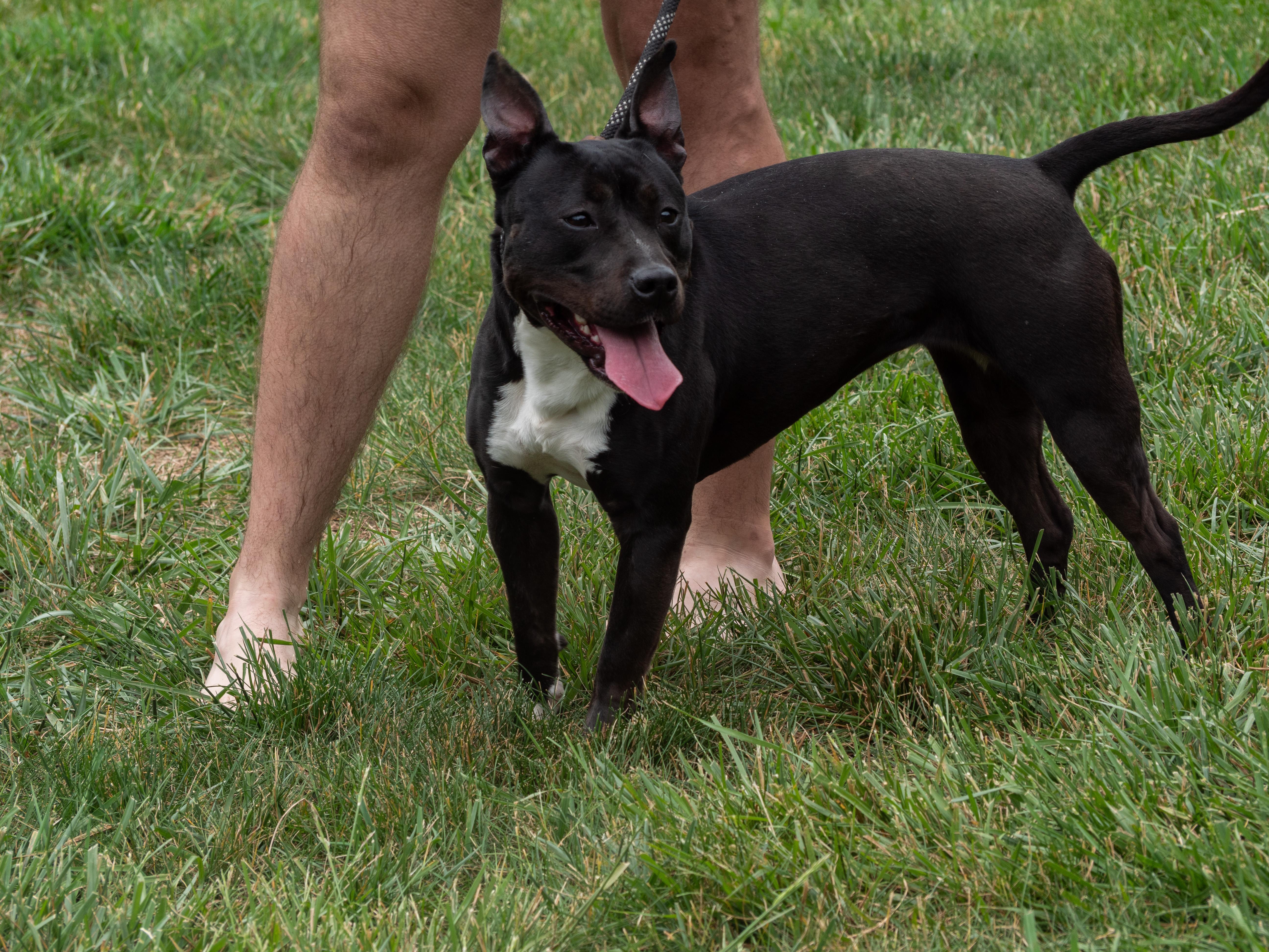 Enlarge Alani, a Adoptable mixed breed in Silver Spring, MD image 5/6