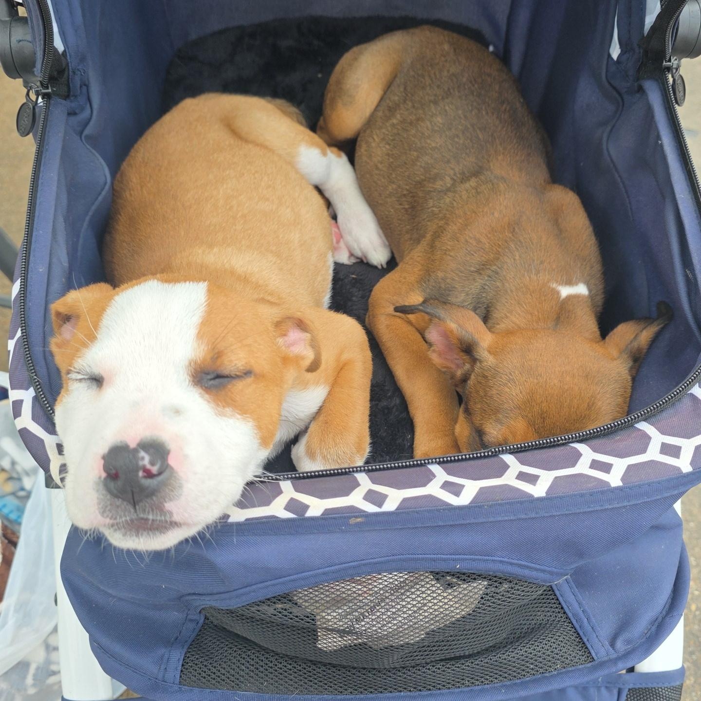 Enlarge Dodger, an adopted mixed breed in Dallas, TX image 4/6