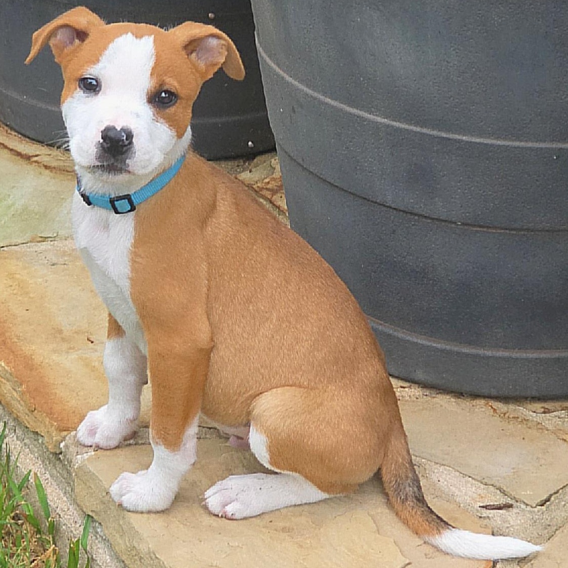 Enlarge Dodger, an adopted mixed breed in Dallas, TX image 2/6