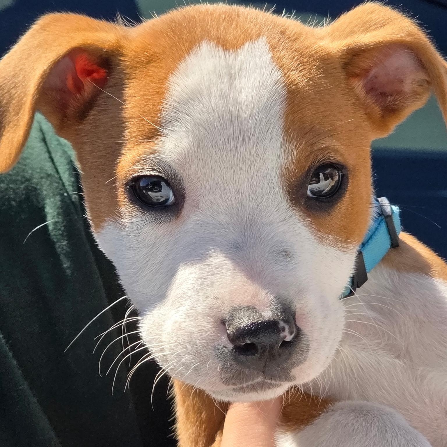 Enlarge Dodger, an adopted mixed breed in Dallas, TX image 1/6