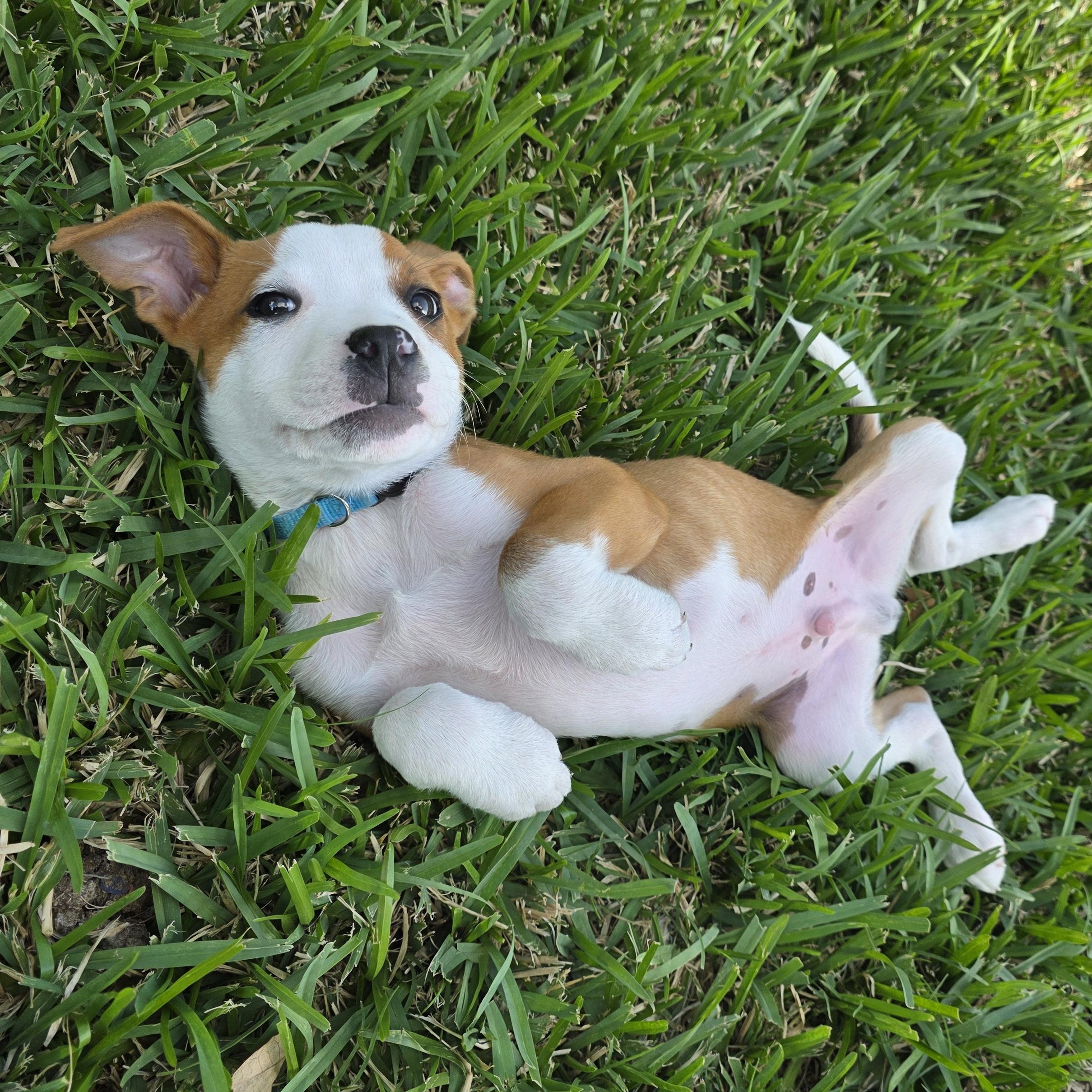 Enlarge Dodger, an adopted mixed breed in Dallas, TX image 3/6