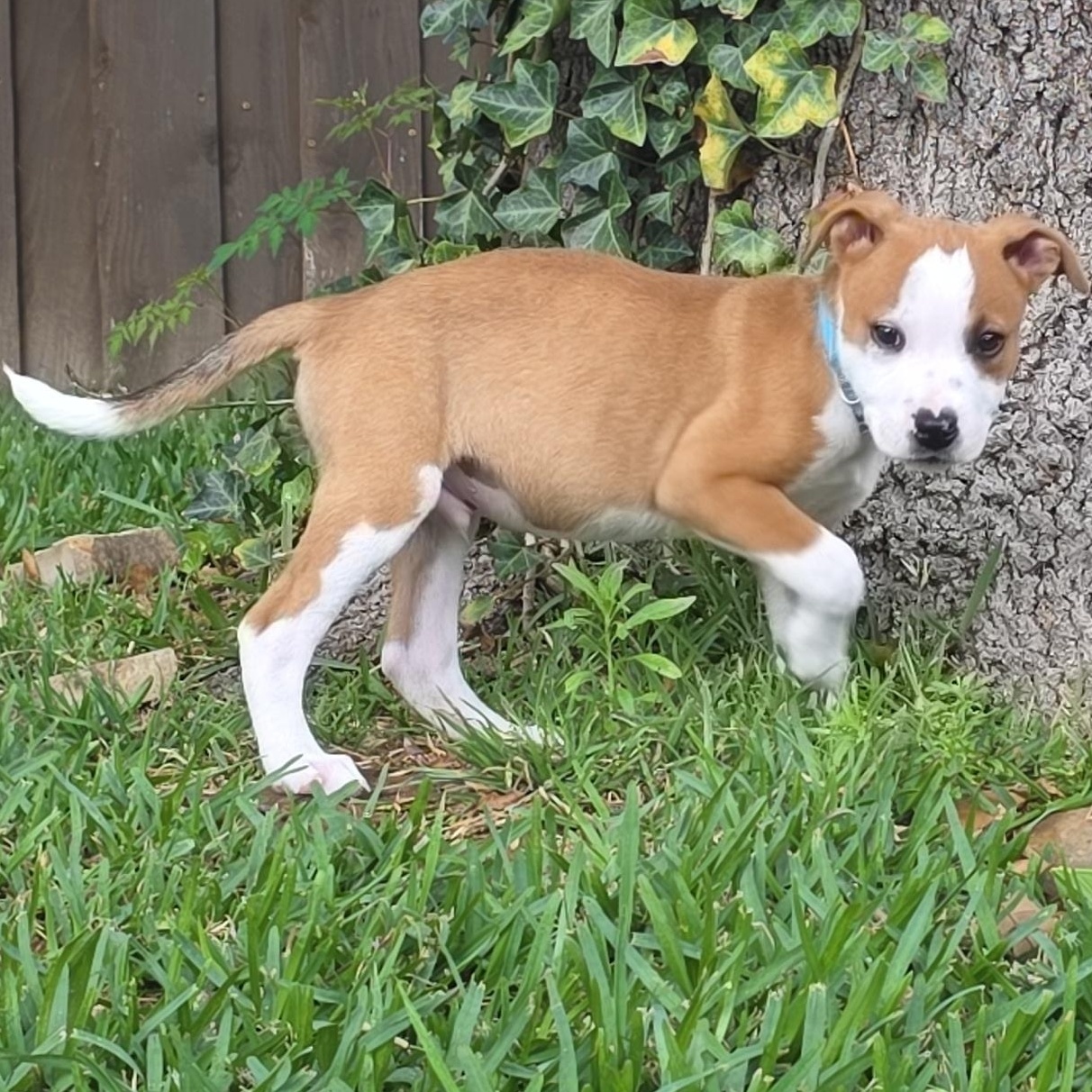 Enlarge Dodger, an adopted mixed breed in Dallas, TX image 5/6