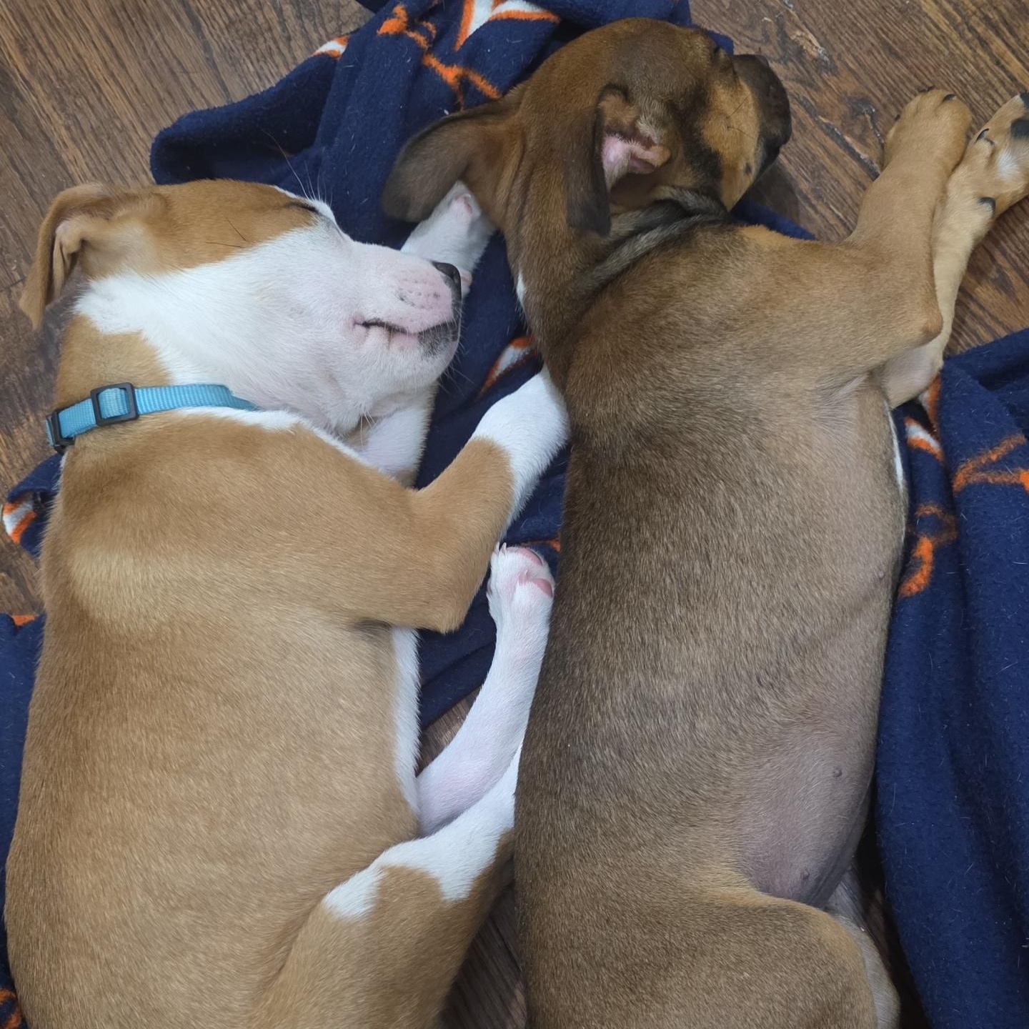 Enlarge Dodger, an adopted mixed breed in Dallas, TX image 6/6