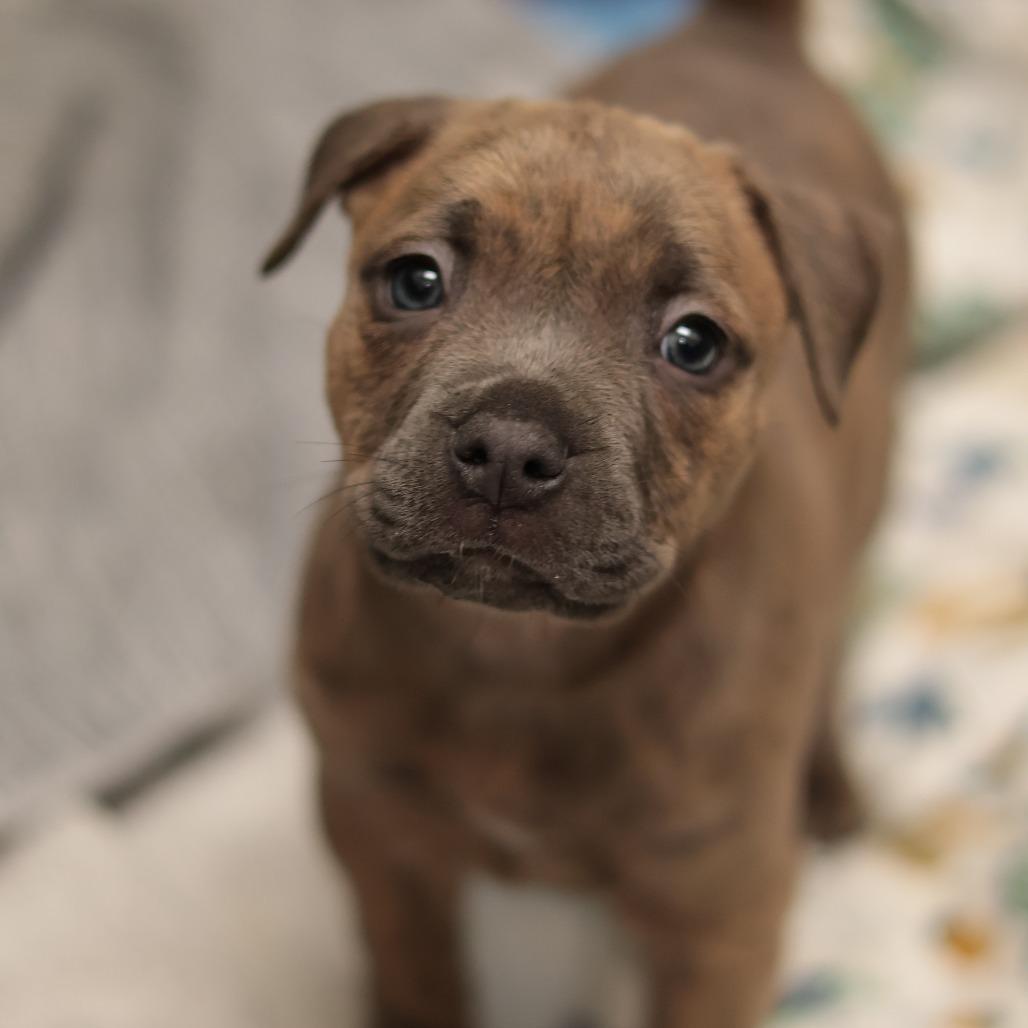 Gonzo — thumbnail 2