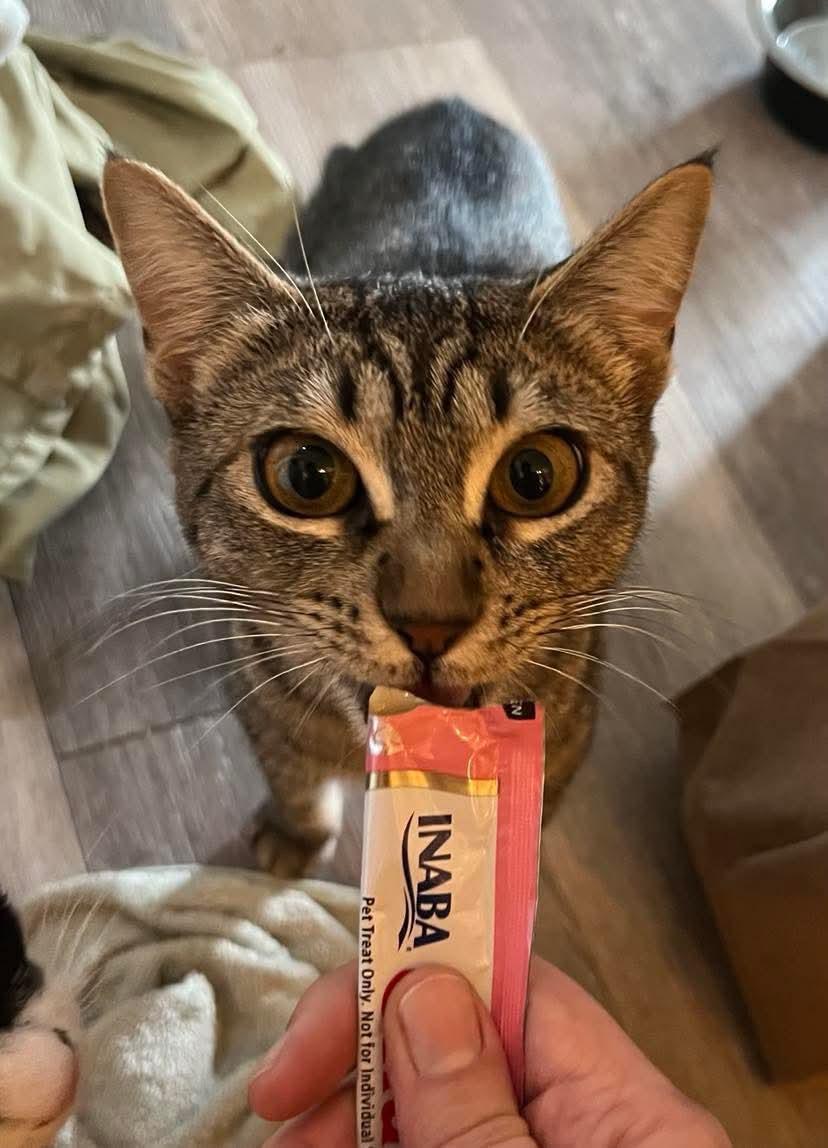 Maxine, Adoptable, Young Female Domestic Short Hair & Tabby.