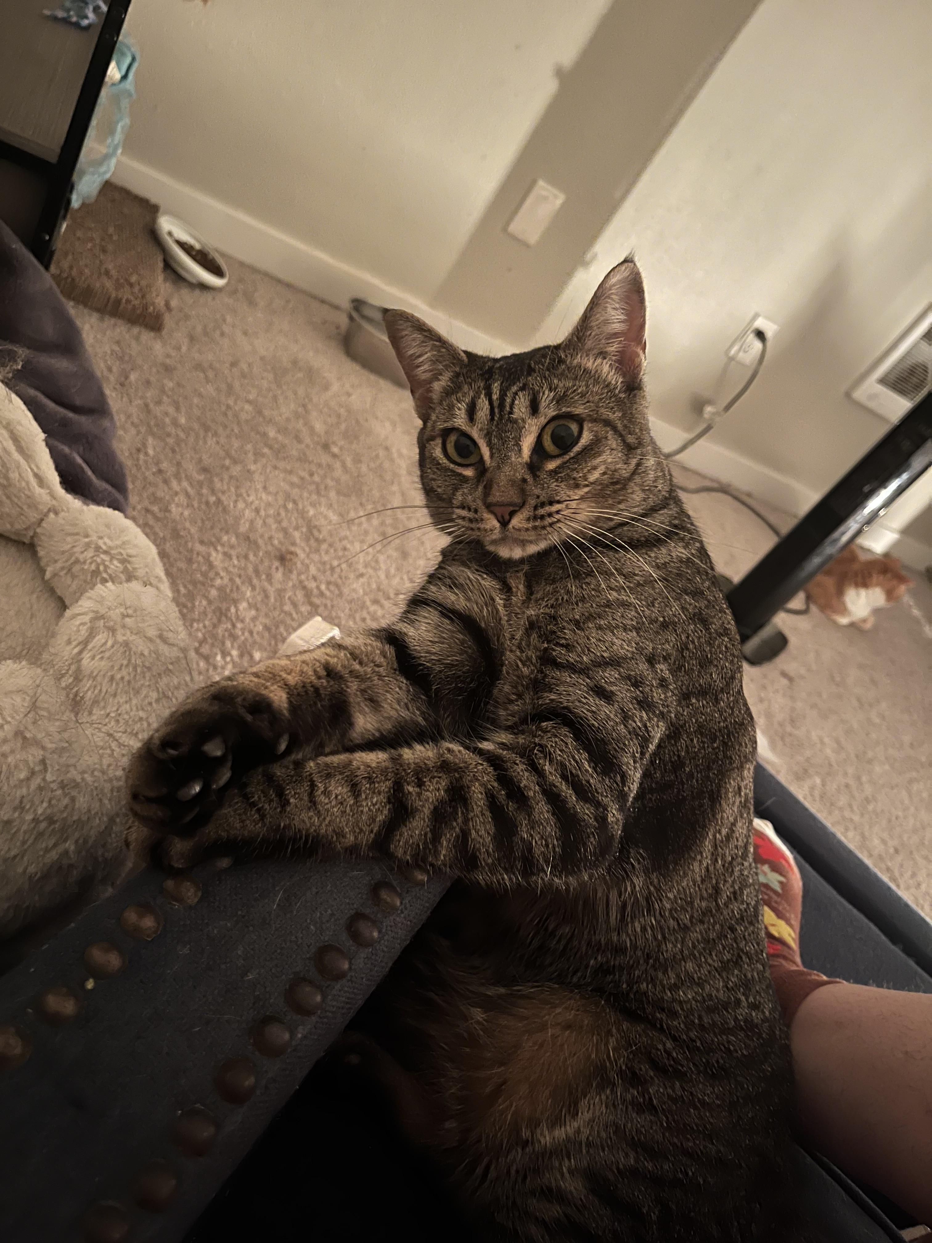 Enlarge Maxine, a Adoptable mixed breed in Gladstone, OR image 4/6