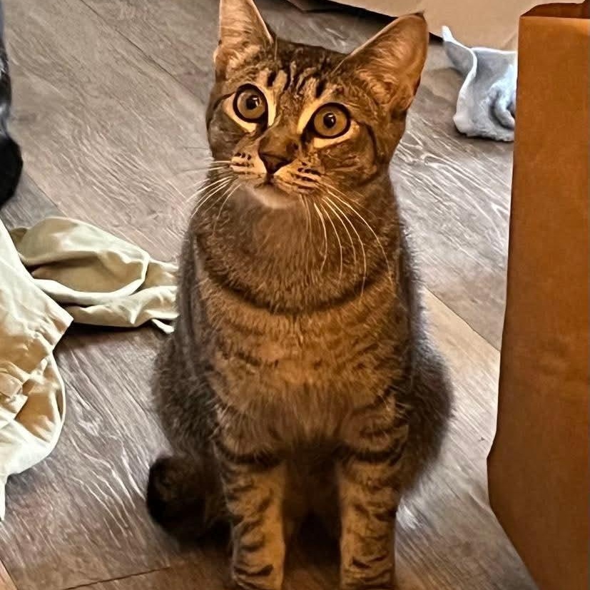 Maxine, Adoptable, Young Female Domestic Short Hair & Tabby.