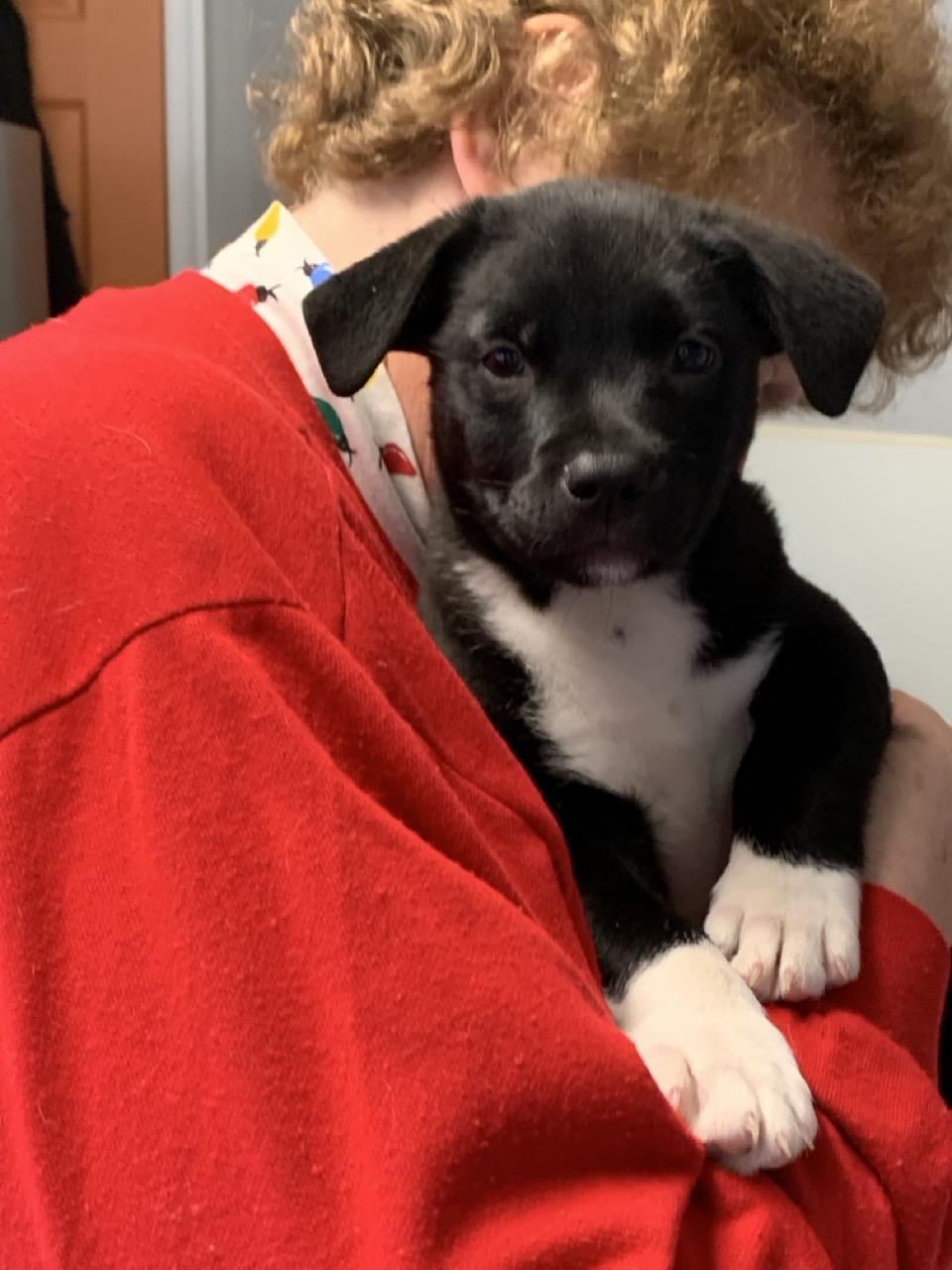 Ethan, adopted, Puppy Female Labrador Retriever & Australian Cattle Dog / Blue Heeler.