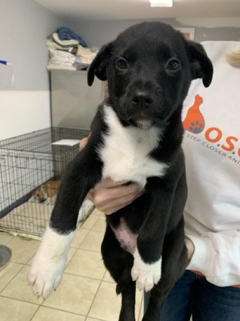 Enlarge Ethan, an adopted mixed breed in Sparta, NJ image 2/2