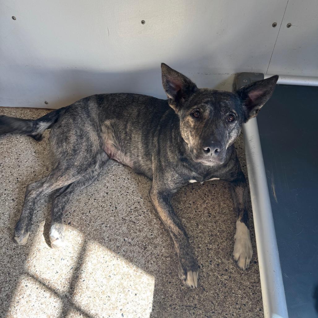 Enlarge Evey, a Adoptable mixed breed in Brownsboro, AL image 1/5