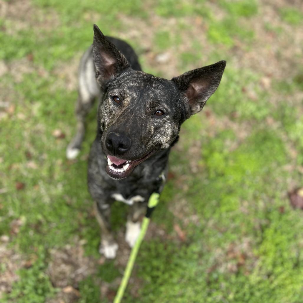 Enlarge Evey, a Adoptable mixed breed in Brownsboro, AL image 2/5