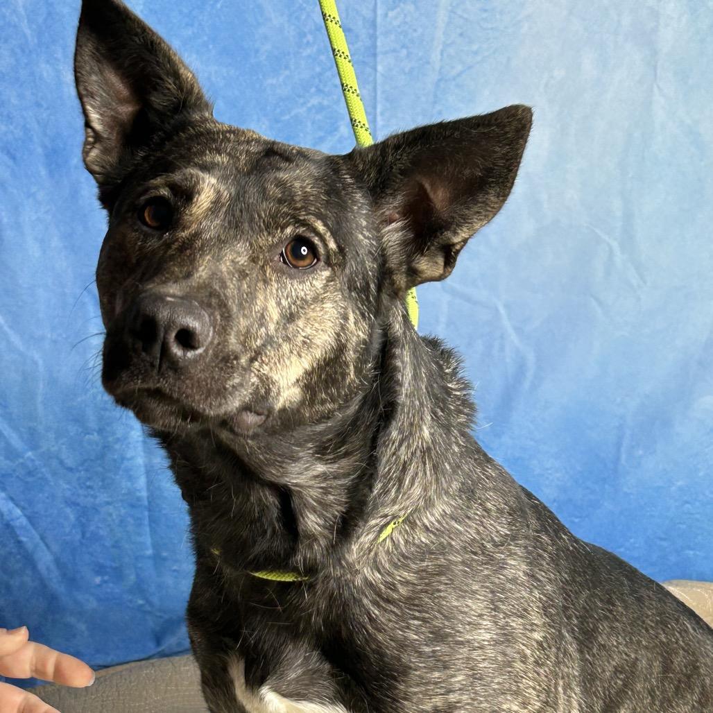 Enlarge Evey, a Adoptable mixed breed in Brownsboro, AL image 3/5