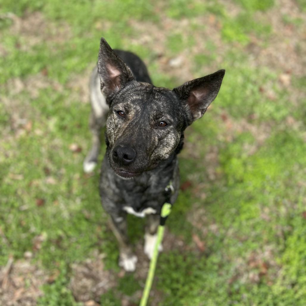 Enlarge Evey, a Adoptable mixed breed in Brownsboro, AL image 4/5
