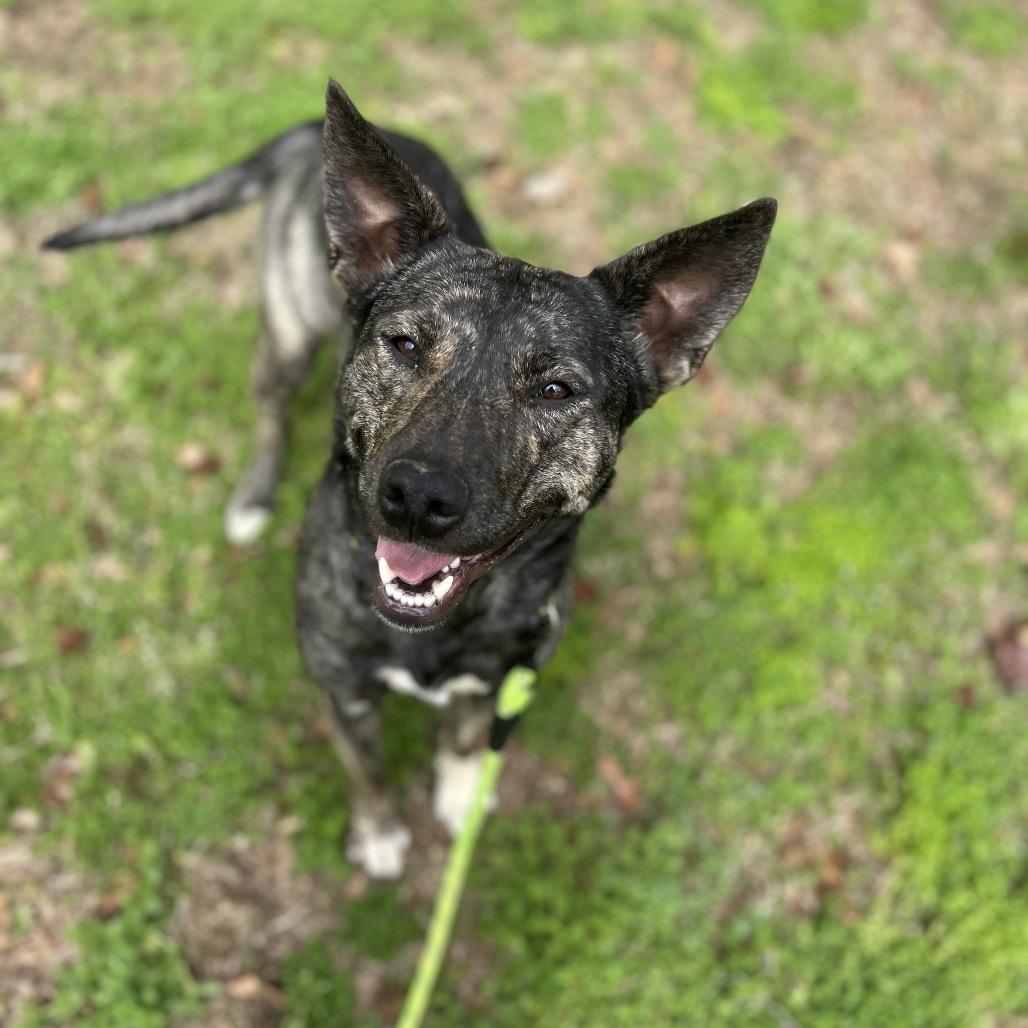 Enlarge Evey, a Adoptable mixed breed in Brownsboro, AL image 5/5