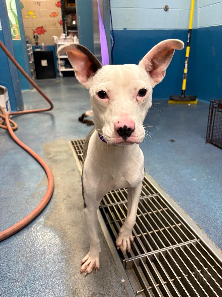 Willow, Adoptable, Puppy Female Mixed Breed.