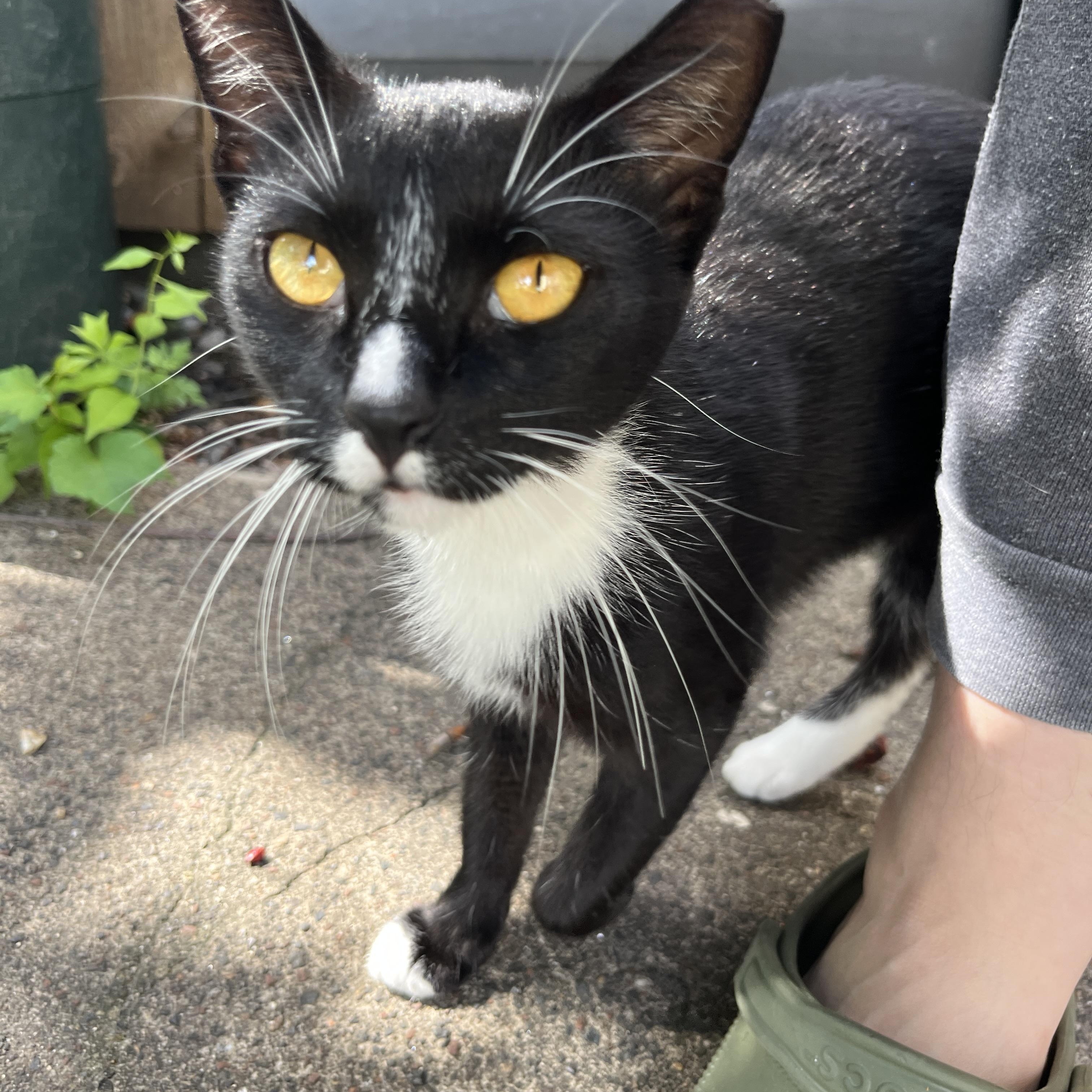 Lena, Adoptable, Young Female American Shorthair.