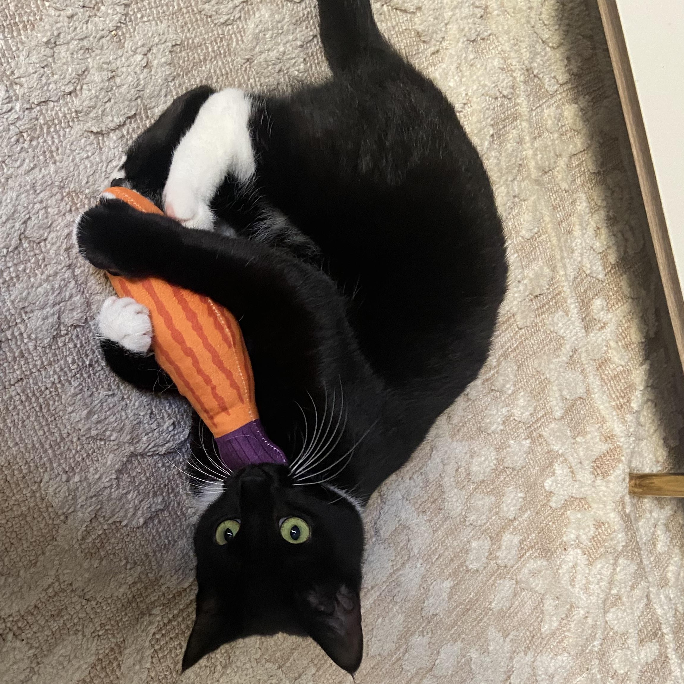 Rainbow Sprinkles, an adopted Domestic Short Hair in brooklyn, NY image 1/6