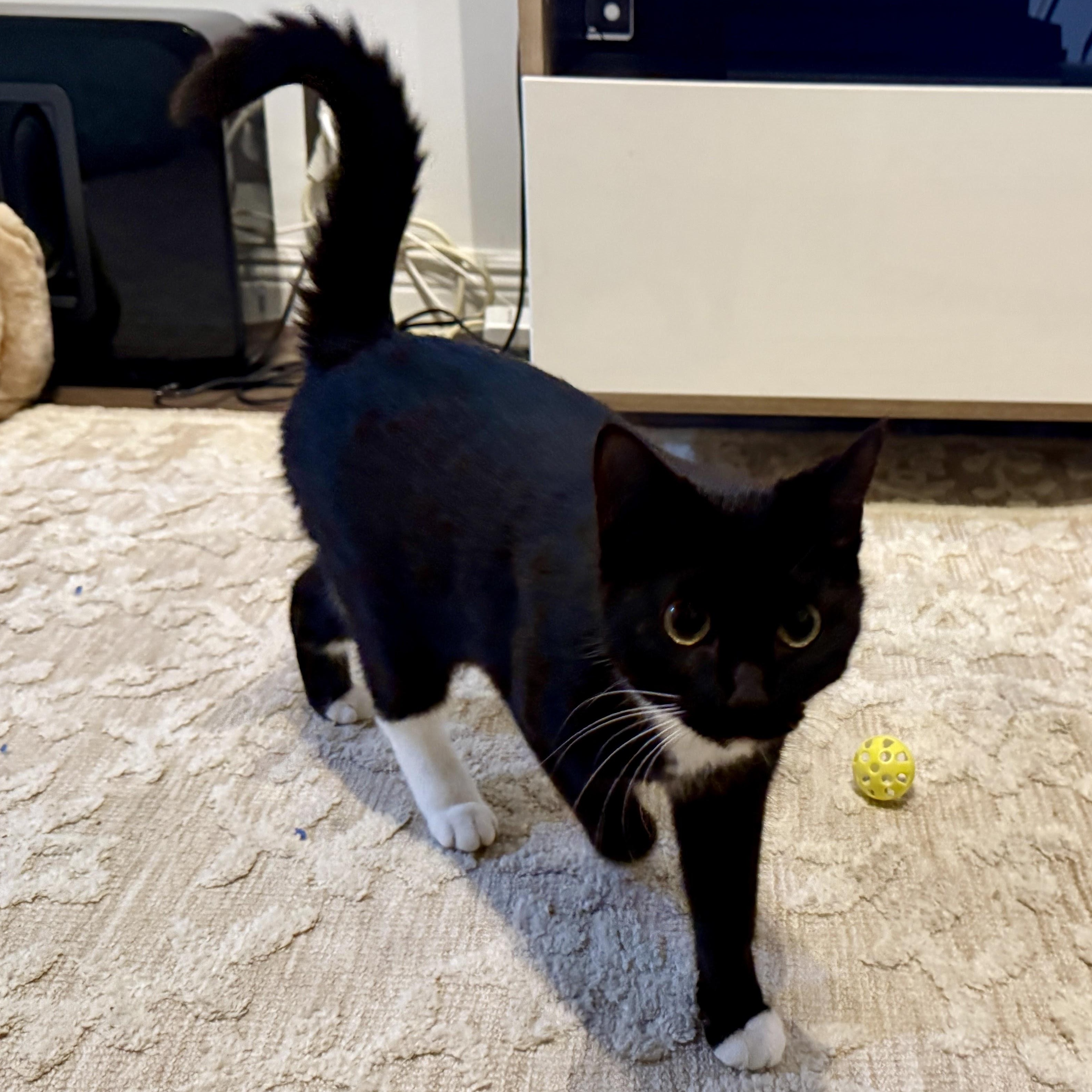 Rainbow Sprinkles, an adopted Domestic Short Hair in brooklyn, NY image 2/6