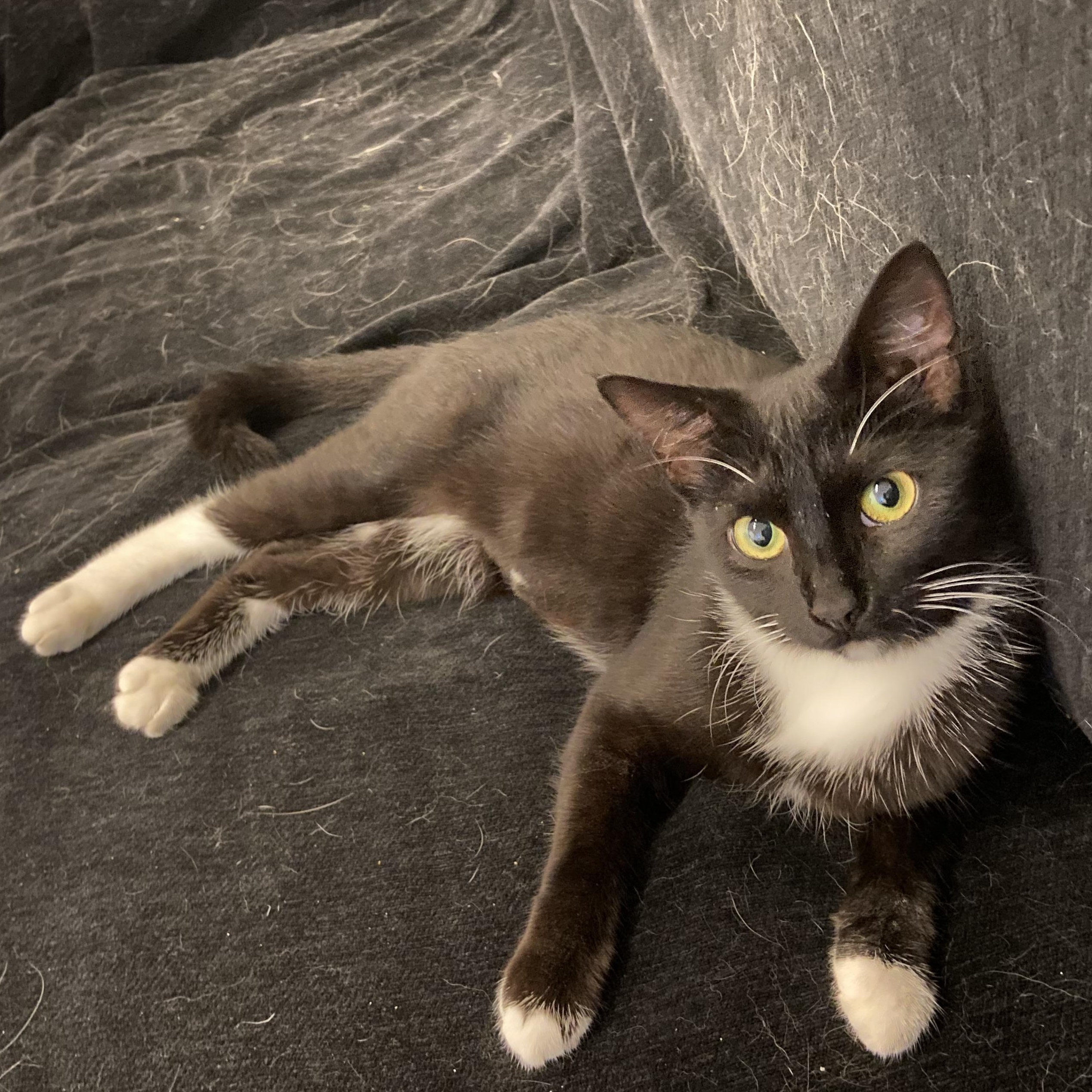 Rainbow Sprinkles, an adopted Domestic Short Hair in brooklyn, NY image 4/6