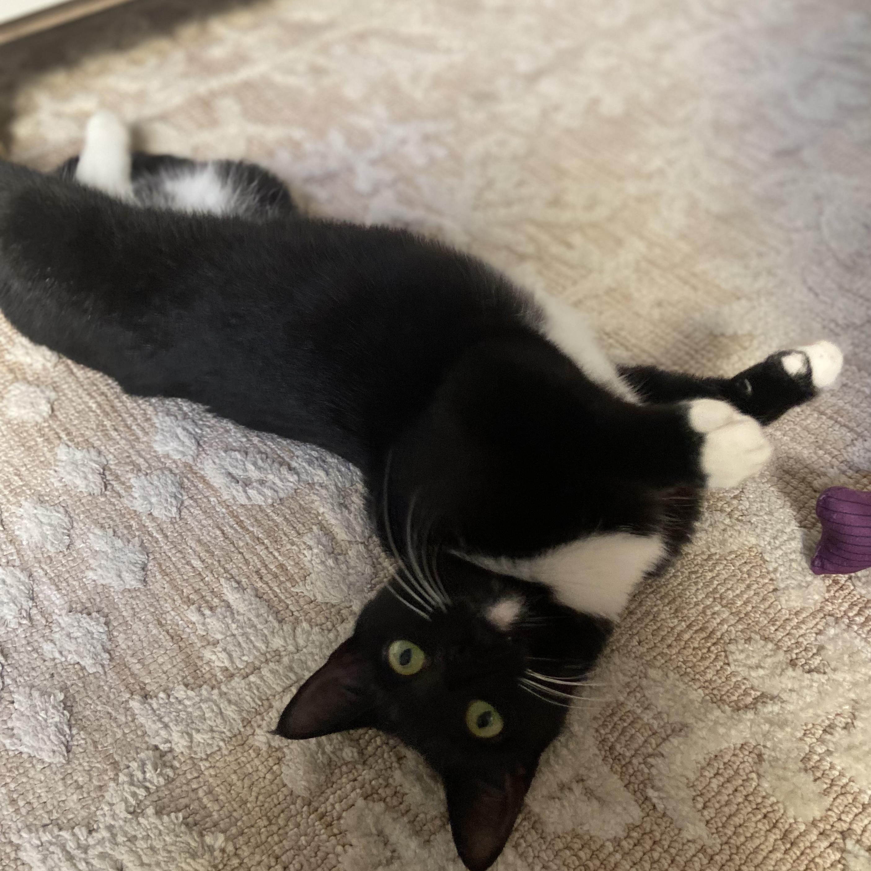 Rainbow Sprinkles, an adopted Domestic Short Hair in brooklyn, NY image 5/6