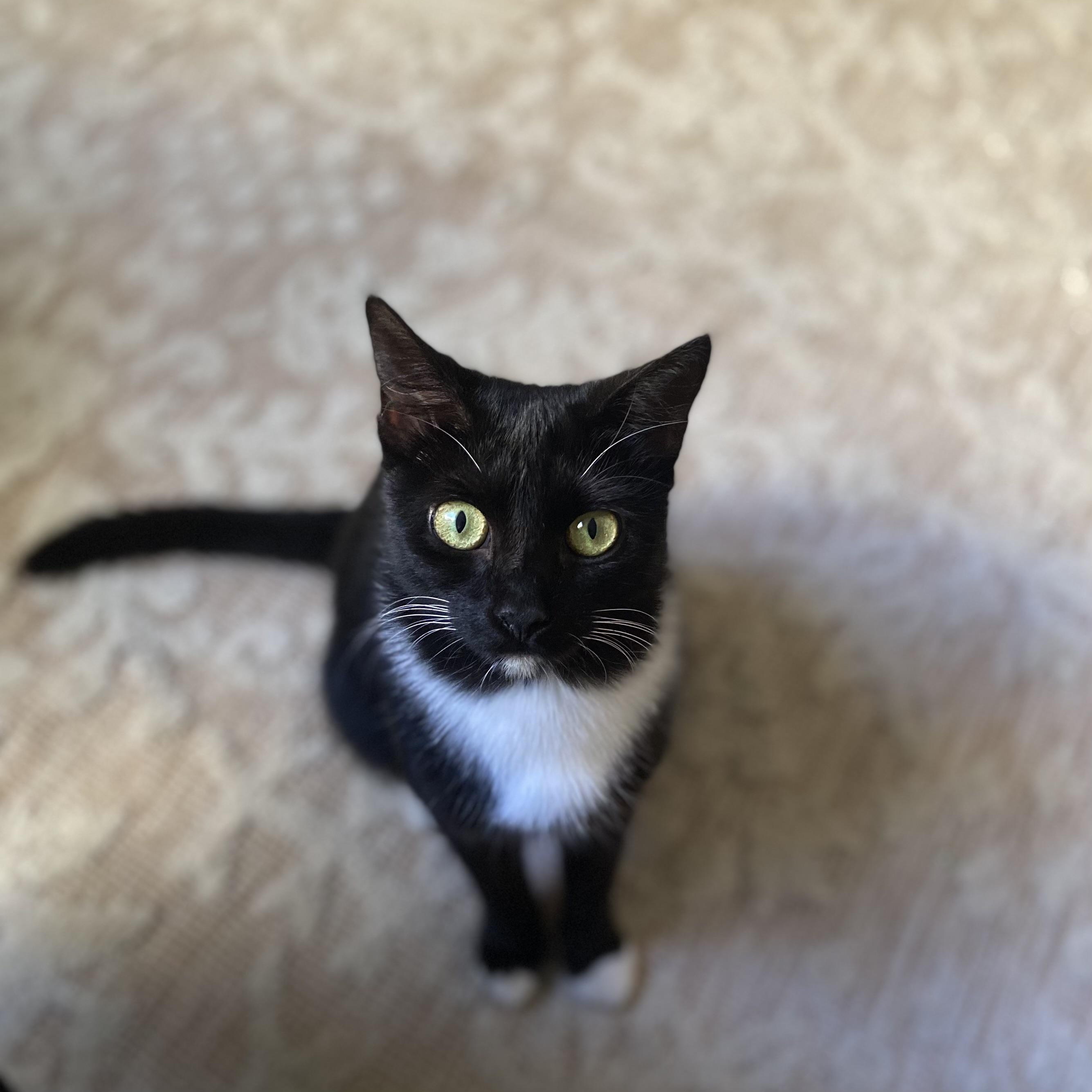 Rainbow Sprinkles, an adopted Domestic Short Hair in brooklyn, NY image 6/6