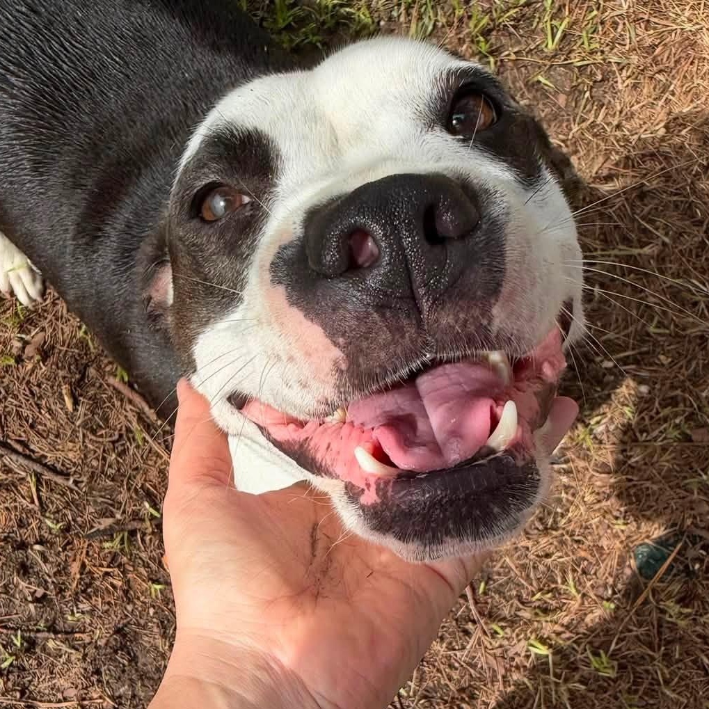 Sumner, Adoptable, Adult Female Pit Bull Terrier.