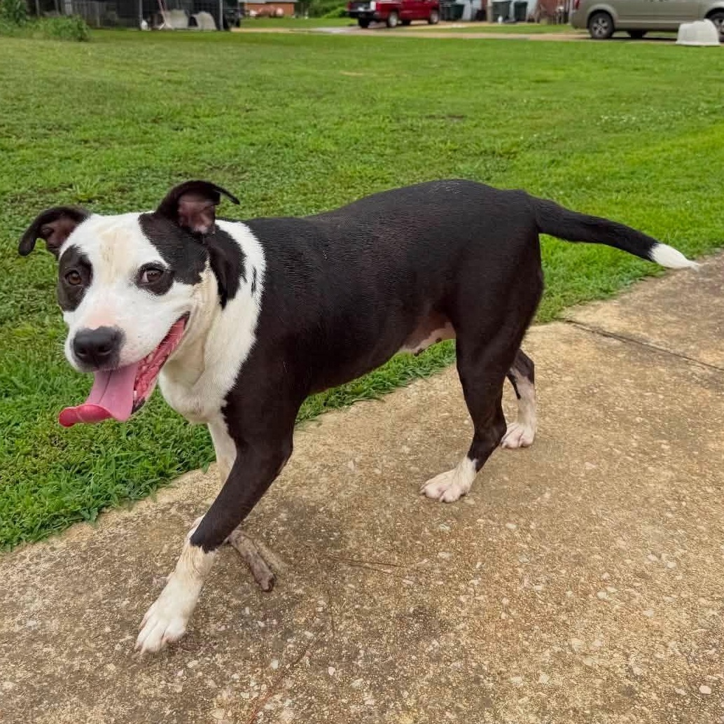 Enlarge Sumner, a Adoptable mixed breed in Pembroke, MA image 2/4