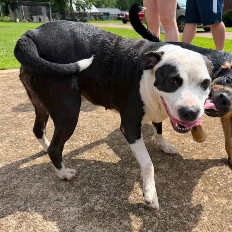 Enlarge Sumner, a Adoptable mixed breed in Pembroke, MA image 4/4