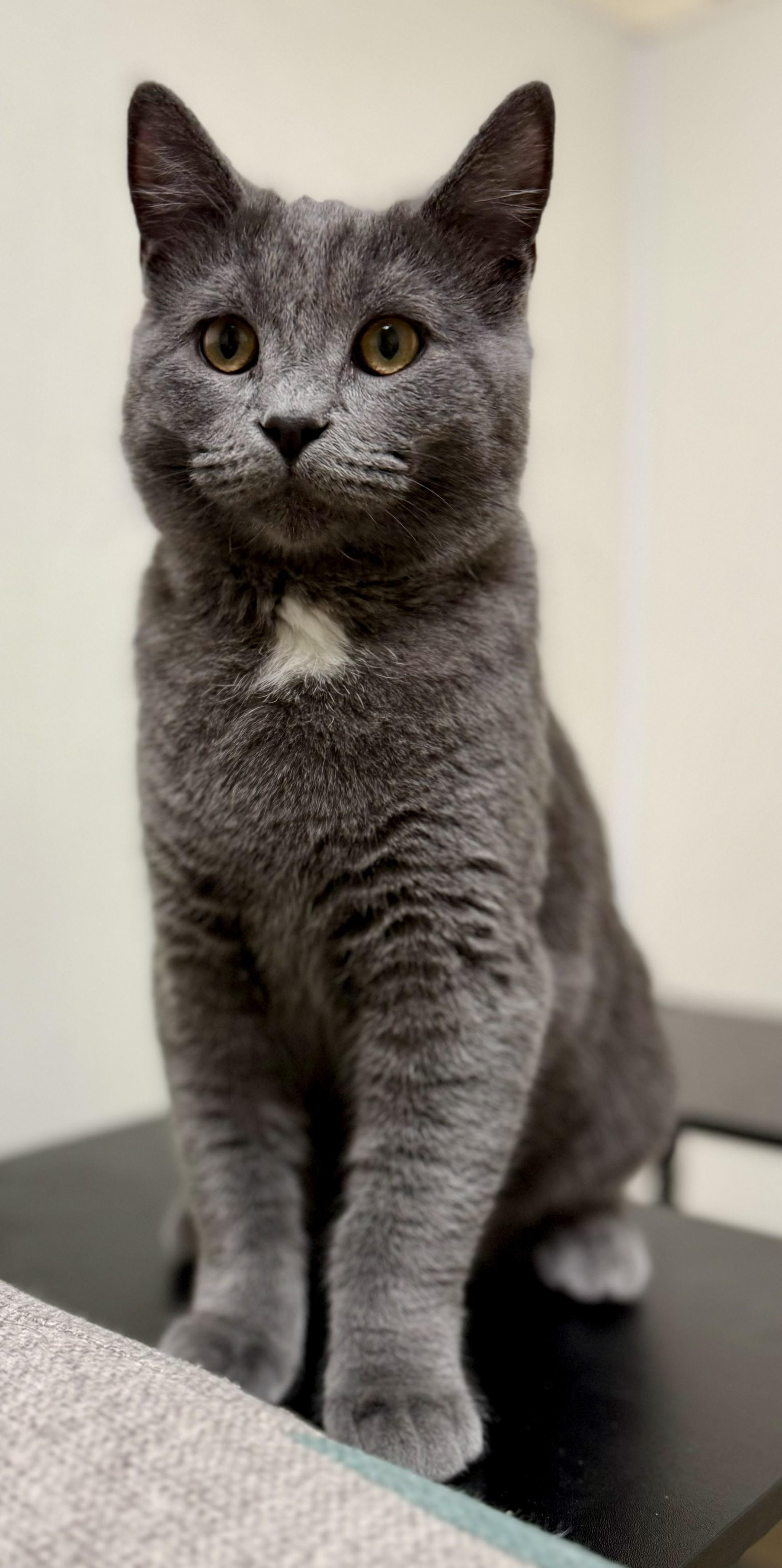 Enlarge Charlie, an adopted Domestic Short Hair in Miller Beach, IN image 1/1