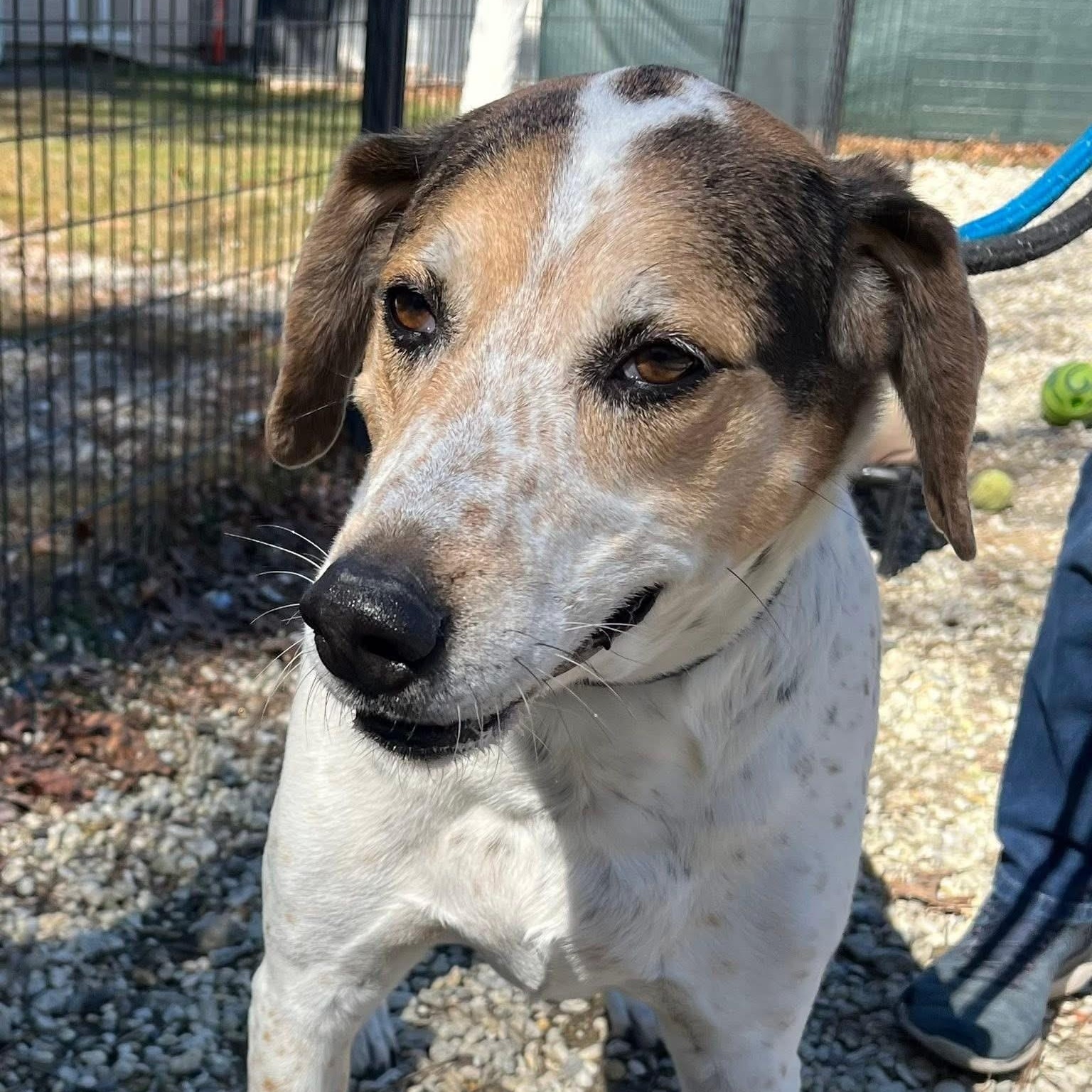 Enlarge Gizmo , a ADOPTABLE Hound in Jackson, NJ image 2/2