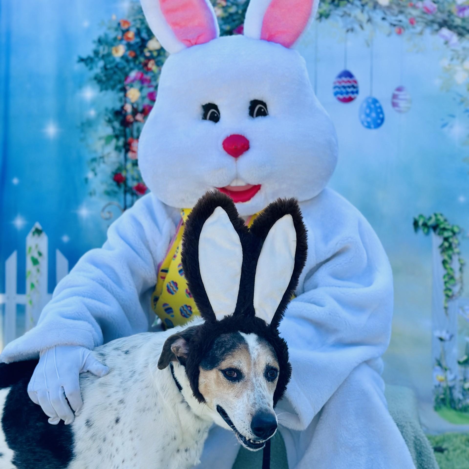 Enlarge Gizmo , a ADOPTABLE Hound in Jackson, NJ image 1/3