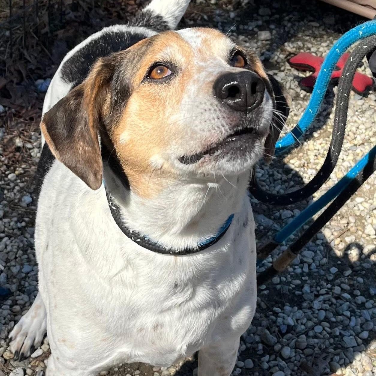 Gizmo , ADOPTABLE, Adult Male Hound.