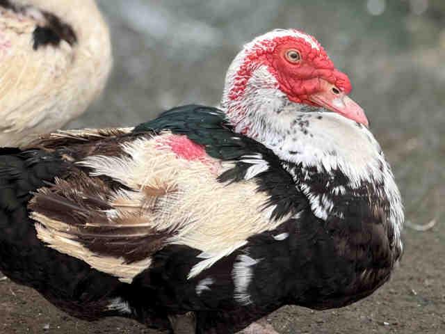 MOJO, Adoptable, Adult Male Duck.