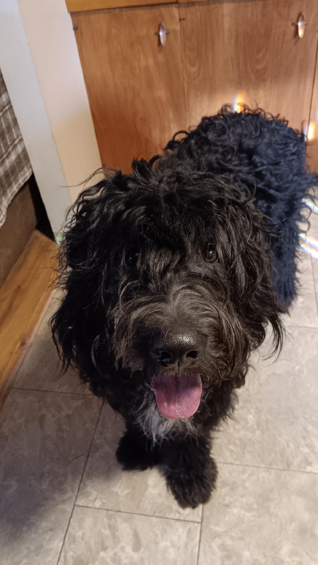 Chintoe, a Adopted mixed breed in Crookston, MN image 1/3