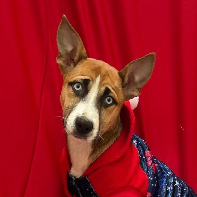 Monkey Puzzle, a Adoptable mixed breed in Griswold, CT image 1/3