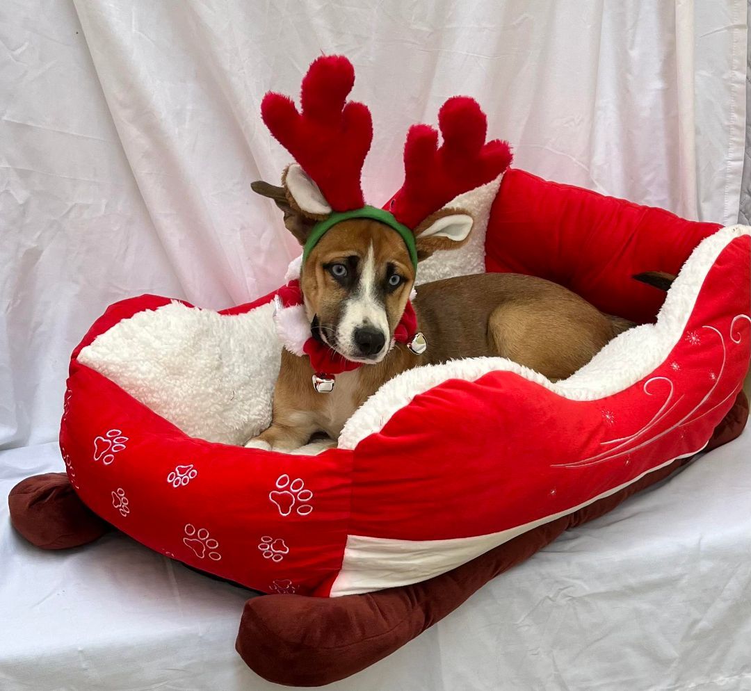 Monkey Puzzle, a Adoptable mixed breed in Griswold, CT image 2/3