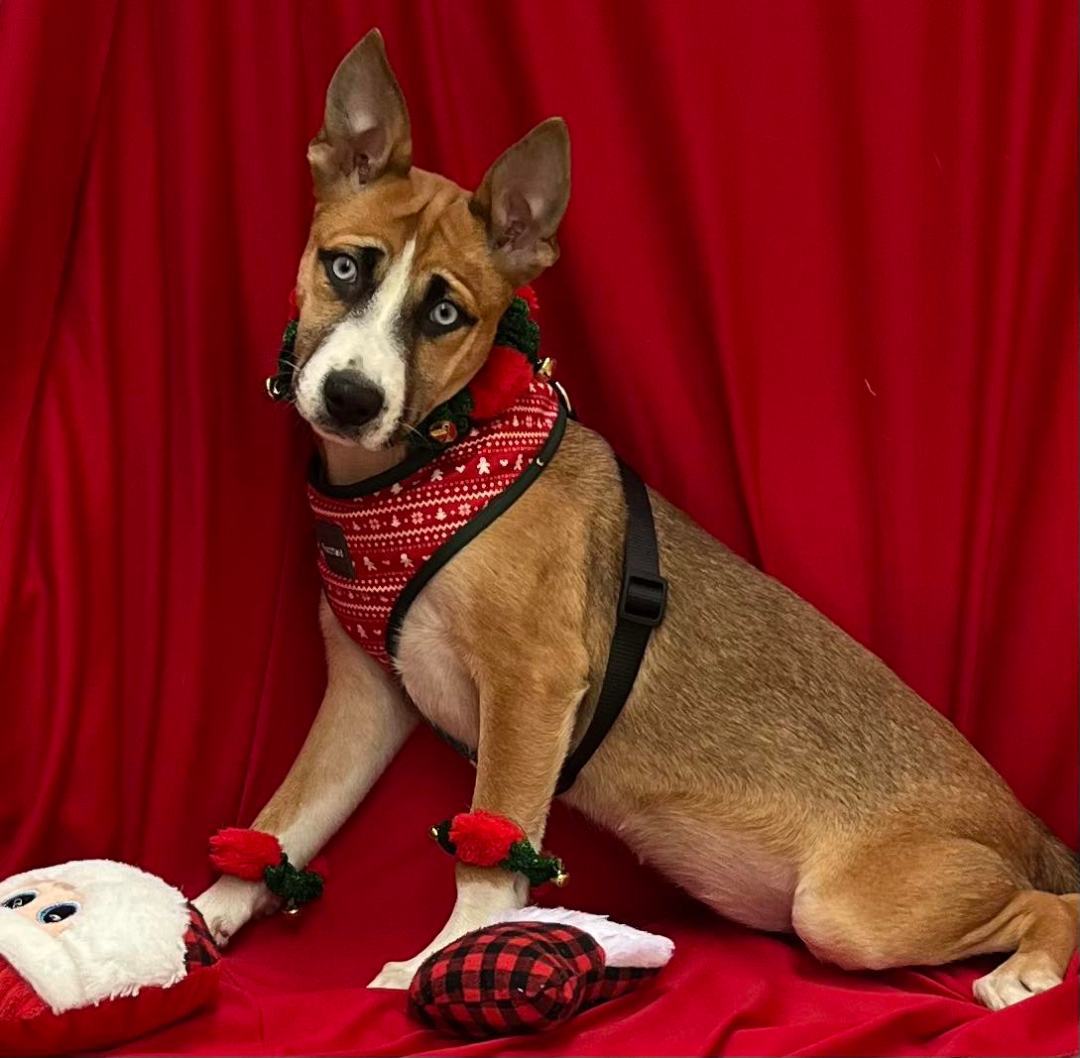 Monkey Puzzle thumbnail 3