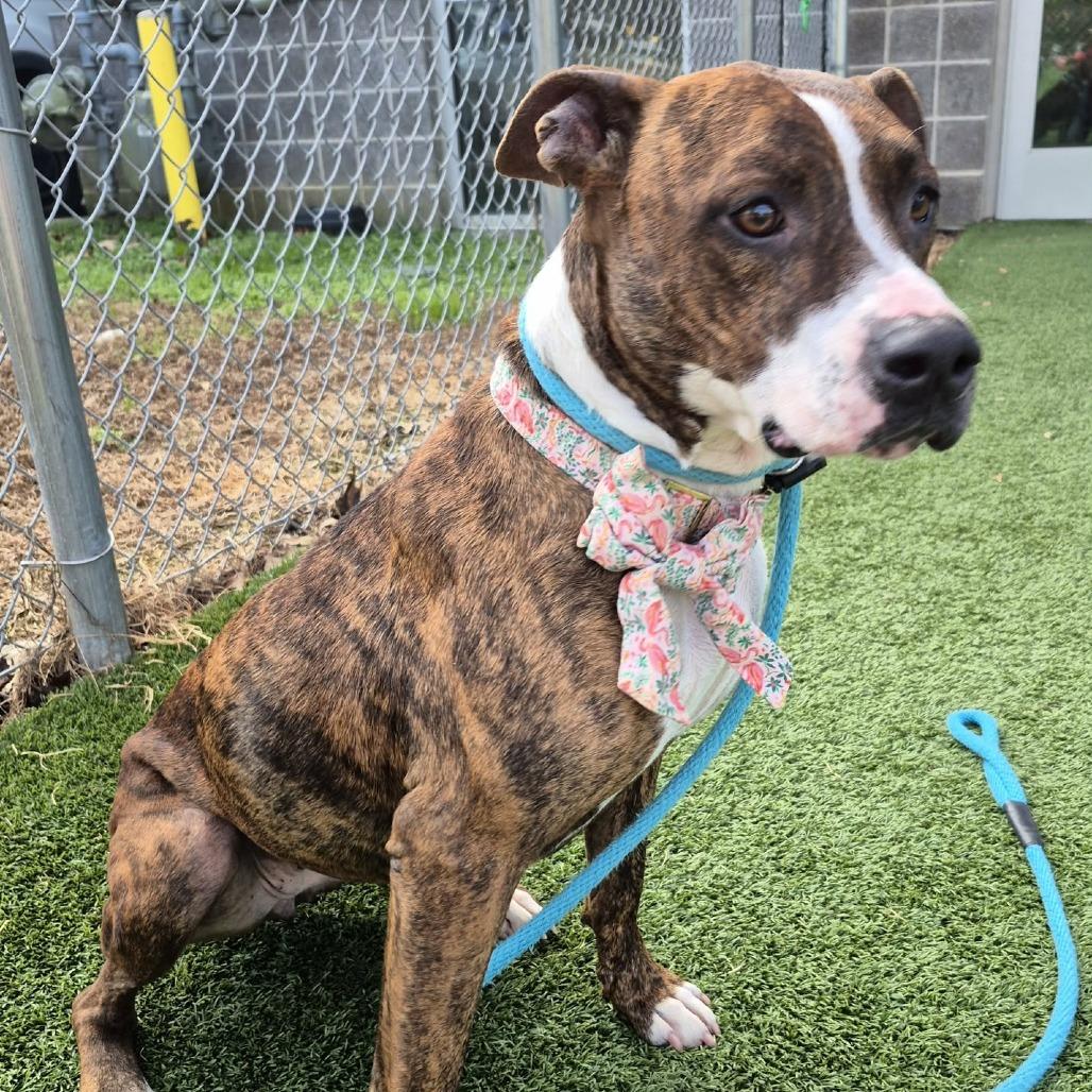 Truffles, Adoptable, Senior Female Mixed Breed.