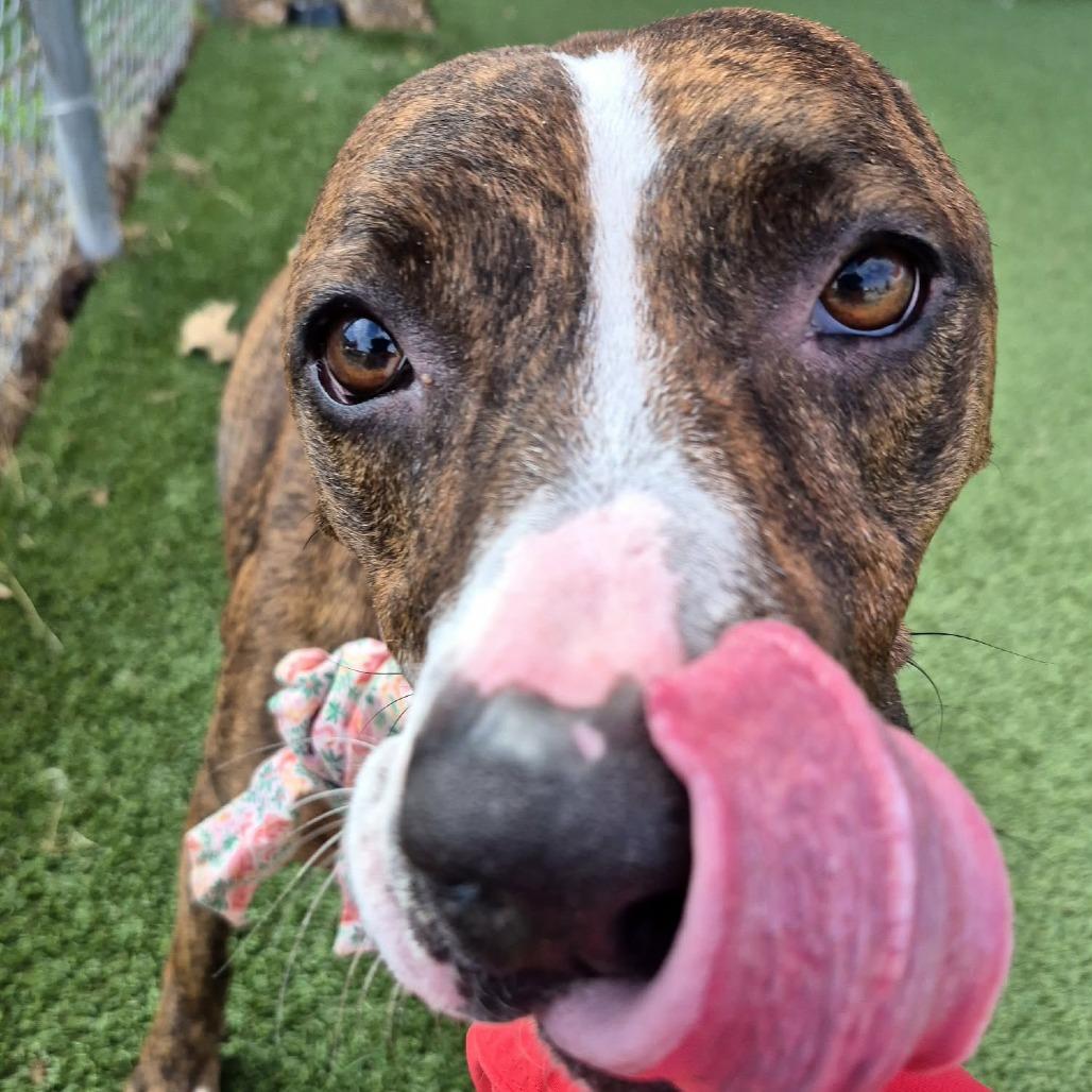 Enlarge Truffles, a Adoptable Mixed Breed in Chattanooga, TN image 2/6