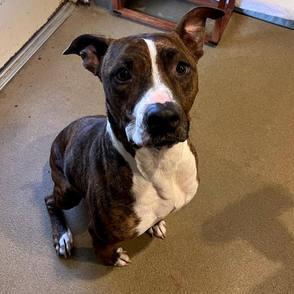 Enlarge Truffles, a Adoptable Mixed Breed in Chattanooga, TN image 3/6