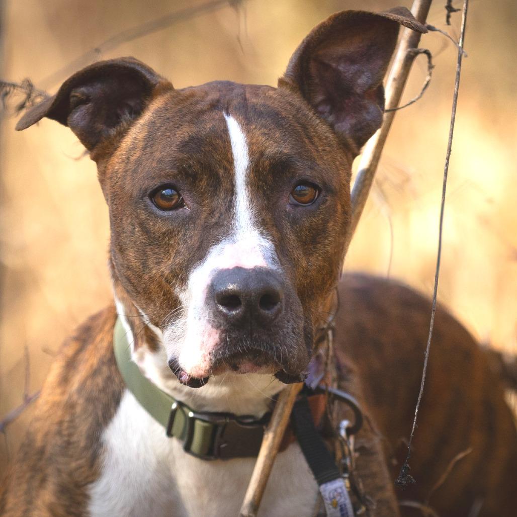Enlarge Truffles, a Adoptable Mixed Breed in Chattanooga, TN image 4/6