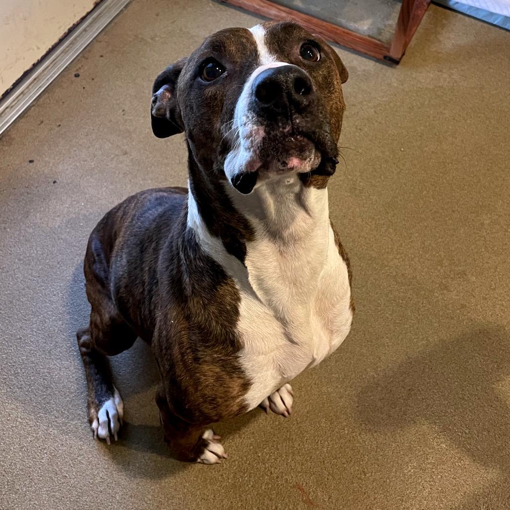 Enlarge Truffles, a Adoptable Mixed Breed in Chattanooga, TN image 6/6