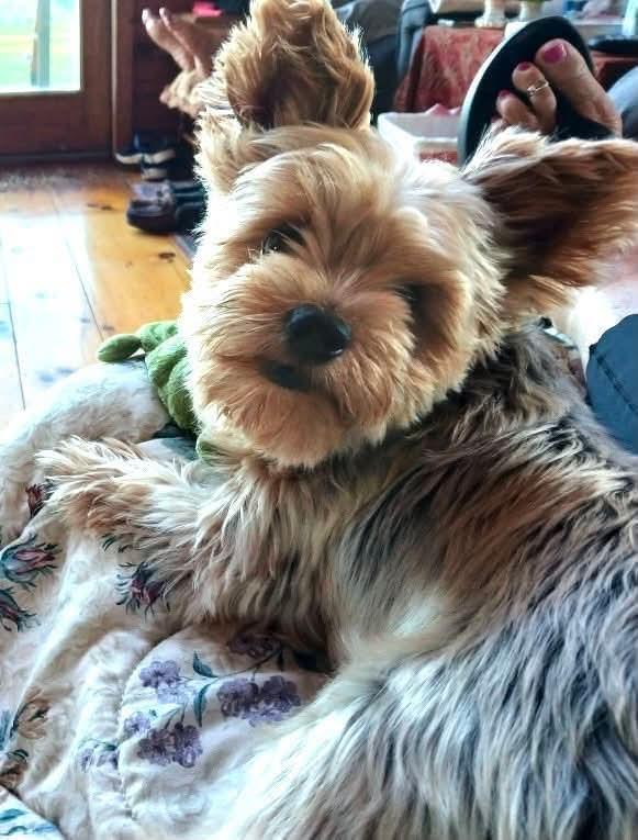 Enlarge Jasper, an adopted Yorkshire Terrier in Randolph Center, VT image 2/3