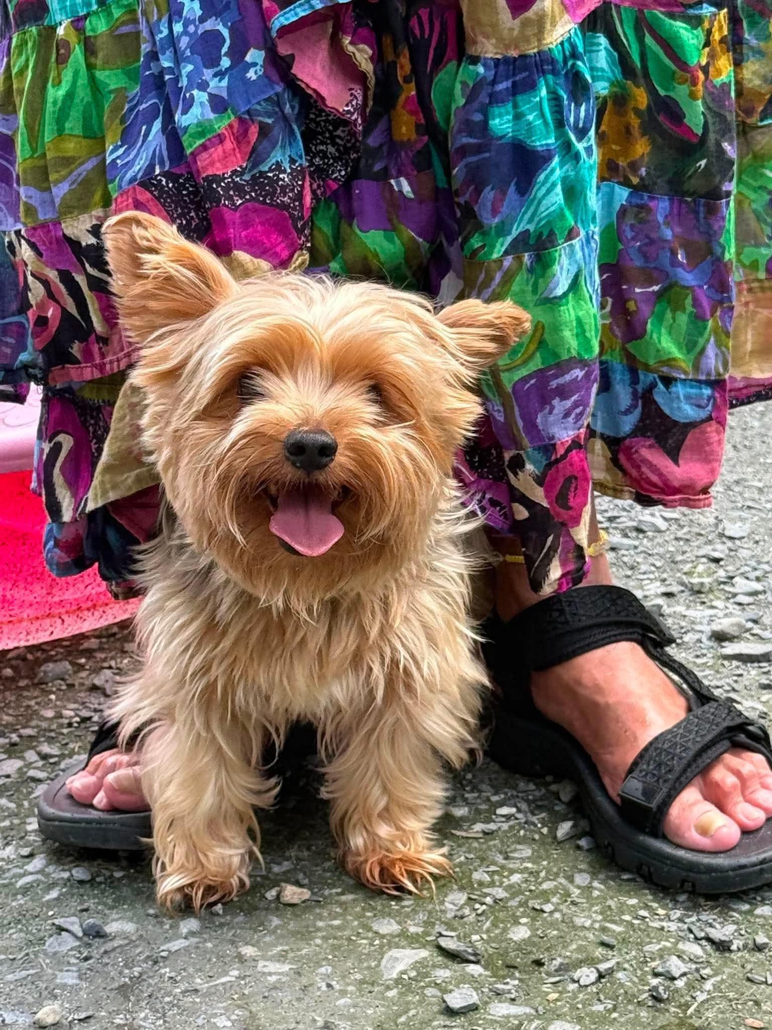 Enlarge Jasper, an adopted Yorkshire Terrier in Randolph Center, VT image 1/3