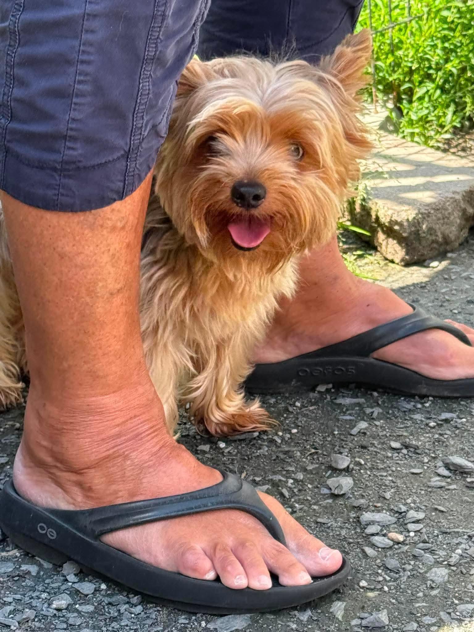 Enlarge Jasper, an adopted Yorkshire Terrier in Randolph Center, VT image 3/3