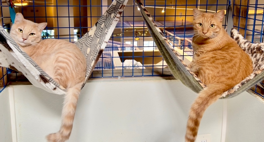 Enlarge Cheddar and Havarti, a Adoptable mixed breed in Pomona, CA image 1/1